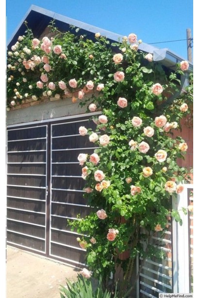 Троянда Полька – ідеальна для прикраси будівель